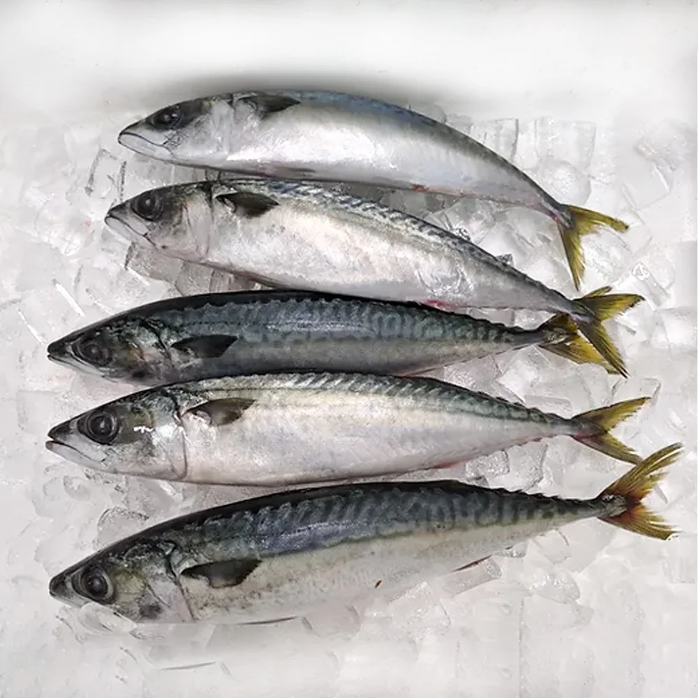 Тихая Скумбрия japonicus IQF 6-8 8-10 10-12 легкая скумбрия для малазийского рынка