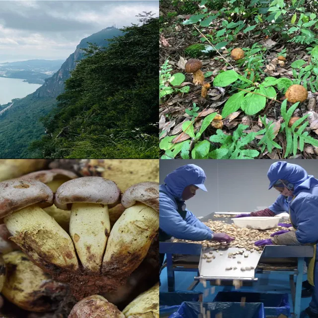 Frozen fresh boletus mushroom sliced porcini  wild mushroom fungus natural  Boletus Edulis