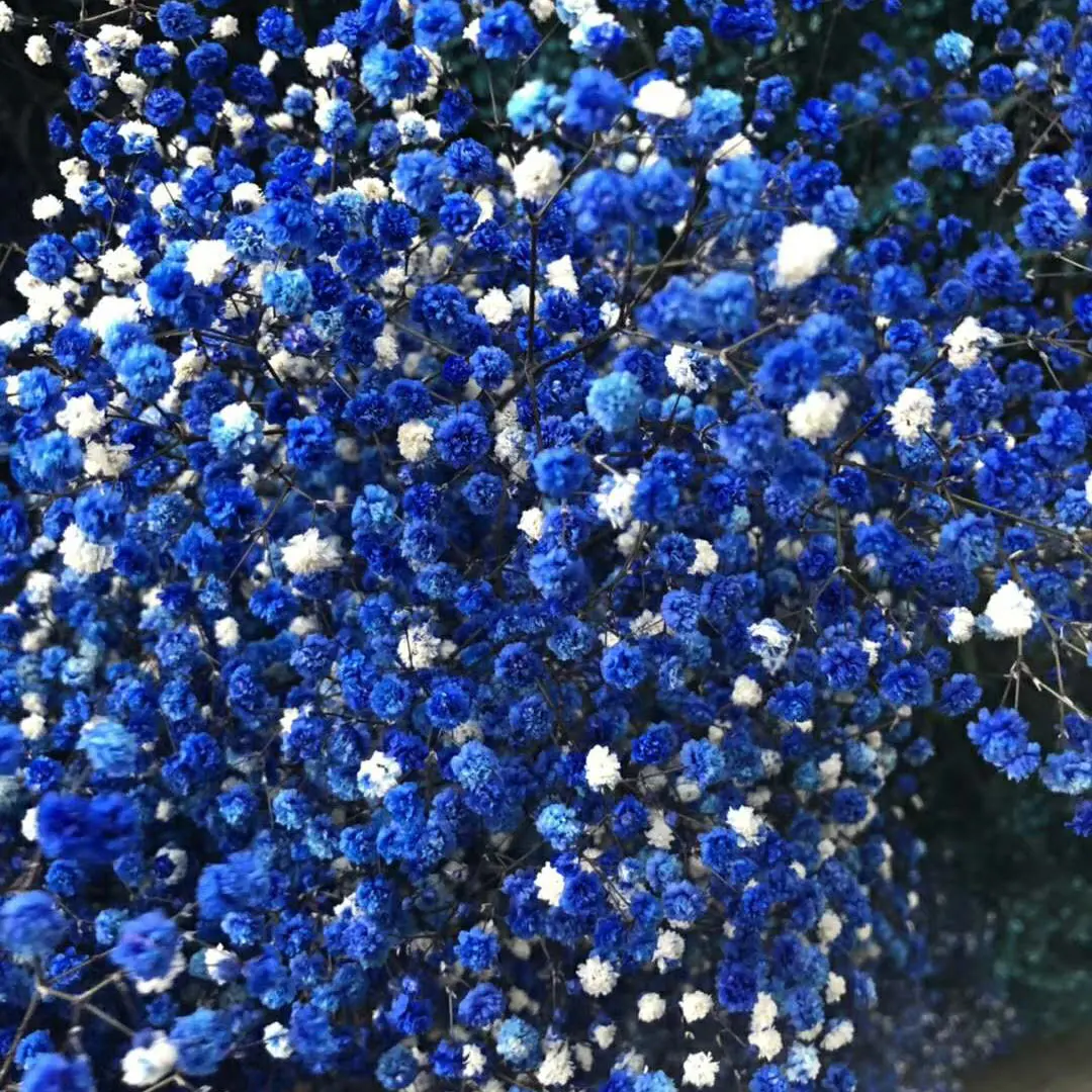 Украшение цветок сушеные консервированные цветы Гипсофила paniculata детское дыхание для свадебного