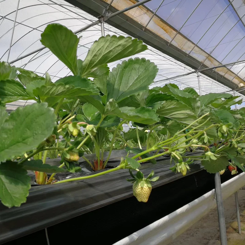 Factory Directly Sells Plastic Mulch Film with Holes for Agricultural Greenhouses Wholesale Price