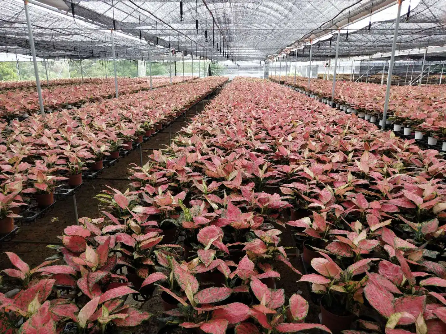 Лидер продаж высокое качество горшок для растений aglaonema