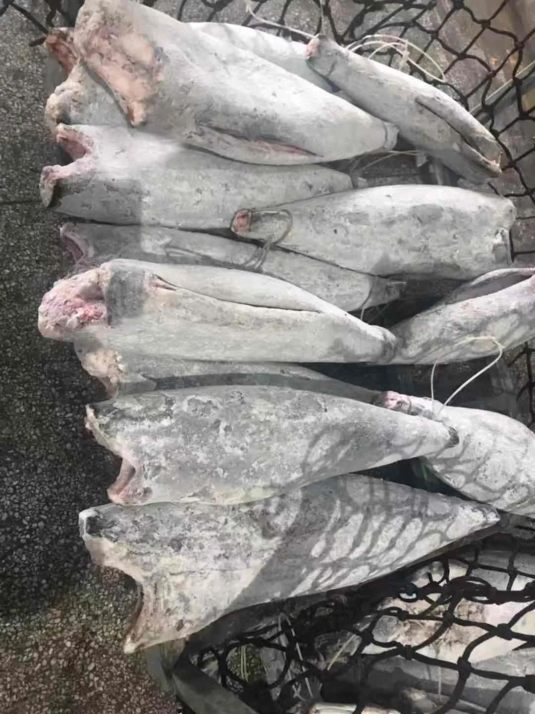 Замороженная масляная рыба высокого качества 10 кг + лепидоцибиум замороженная