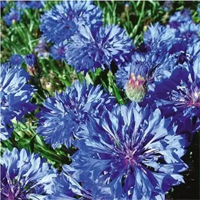 
High disease resistant hybrid f1 blue corn flower seeds for planting 