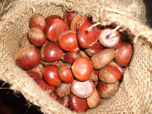 2022 Good quality water chestnut fresh/  wholesale chestnut