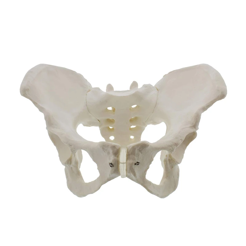 Medical Anatomy Teaching Used PVC Human Skeleton Model Male Pelvis Model