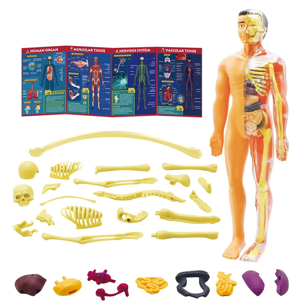 Medical School Nursing Educational Supplier Human Torso Body Anatomy Model for Children Science Experiment Teaching Tool