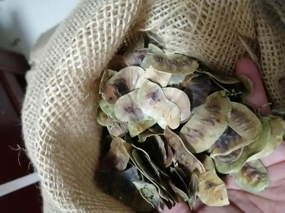 100% Natural Indian dry whole senna pod fruits whole dried senna pods