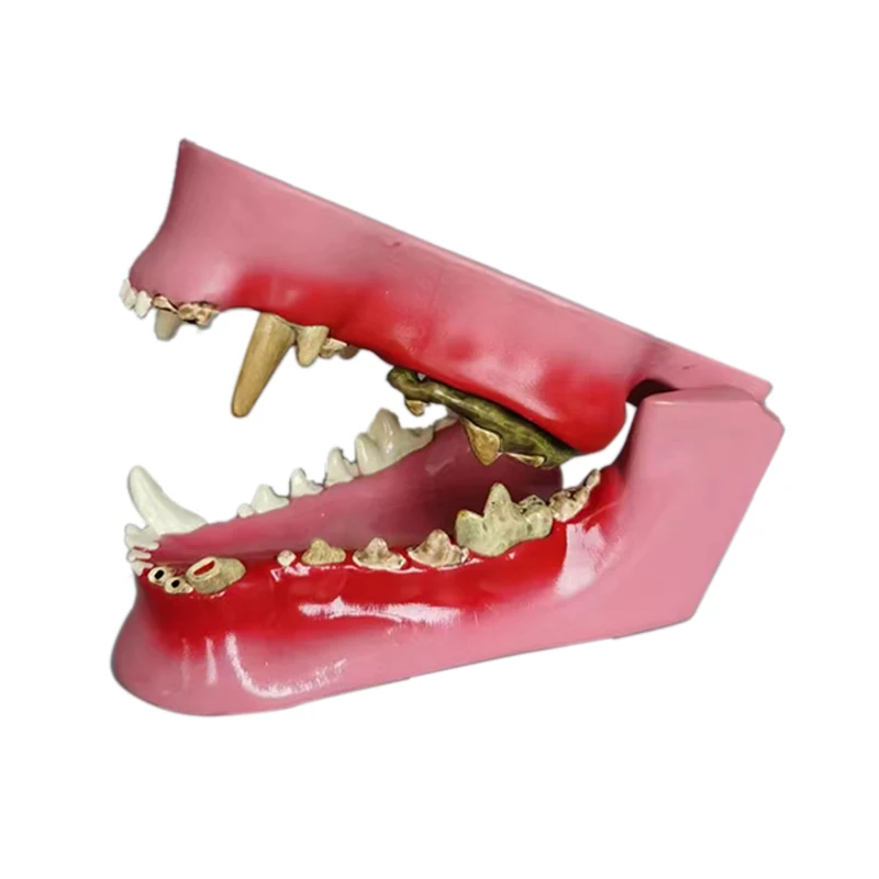 medical science plastic teaching and studying canine ear anatomical model