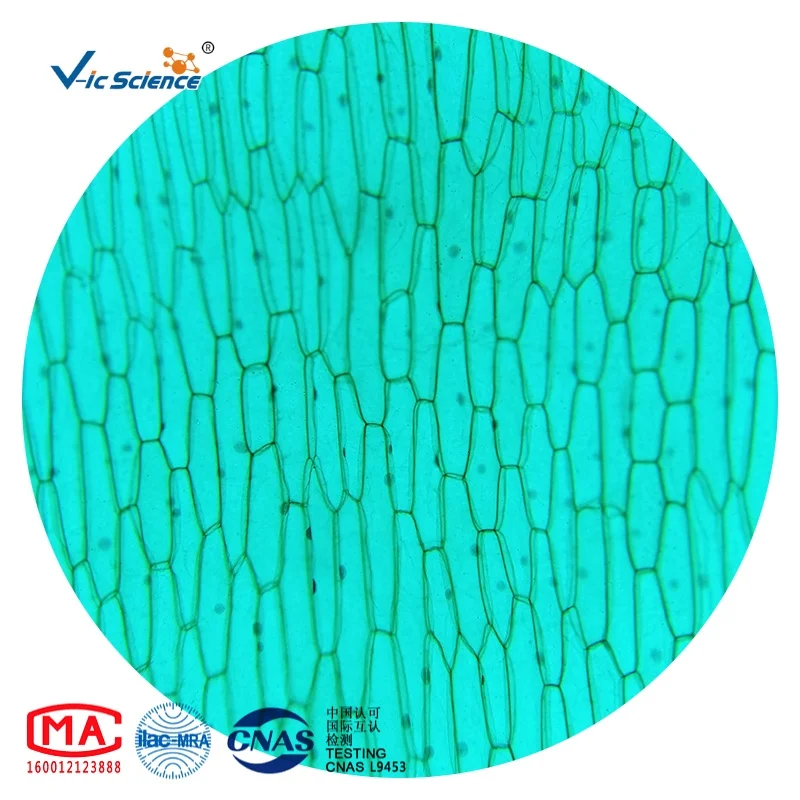 Meiosis of allium cepa microscope slide meiosis division slides