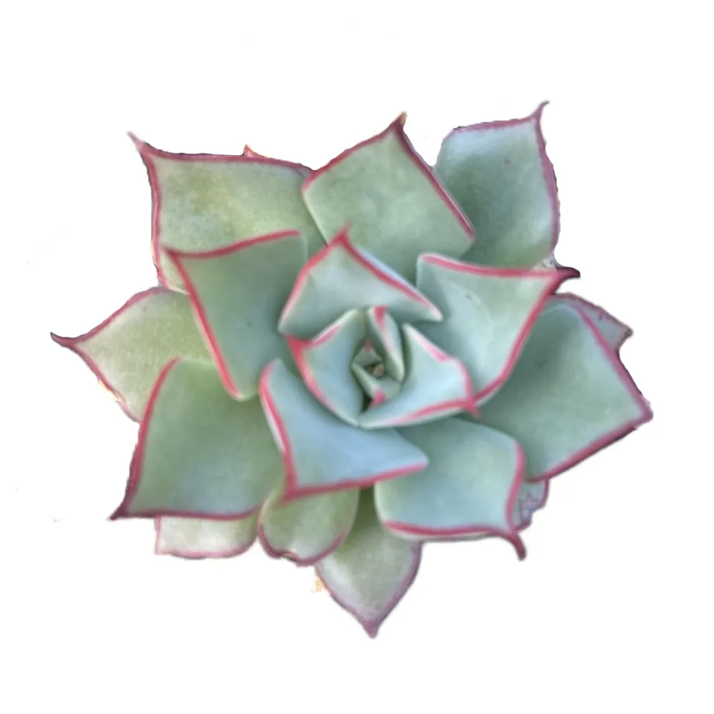 
Hot Sale About5cm Gray Living Plants Succulents Live Plants Set Natural Fresh for Indoor Outdoor Bonsai Plants 