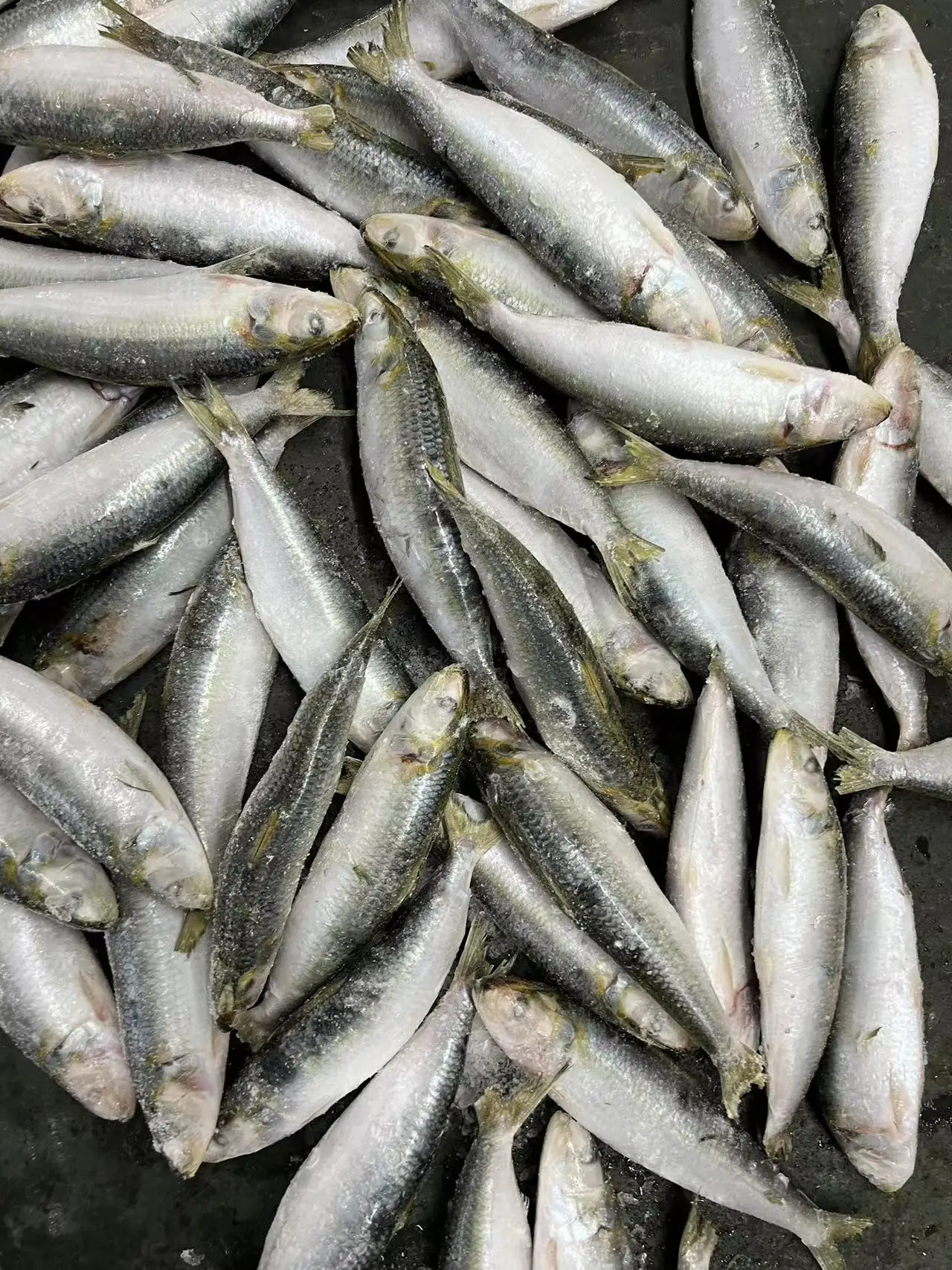 New Landing Good Quality Wholesale Frozen Sardine
