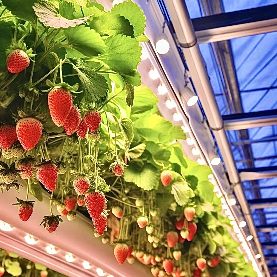 PVC NFT Gutter Hydroponics Strawberries Gully System For Growing Strawberry In Commercial Greenhouse