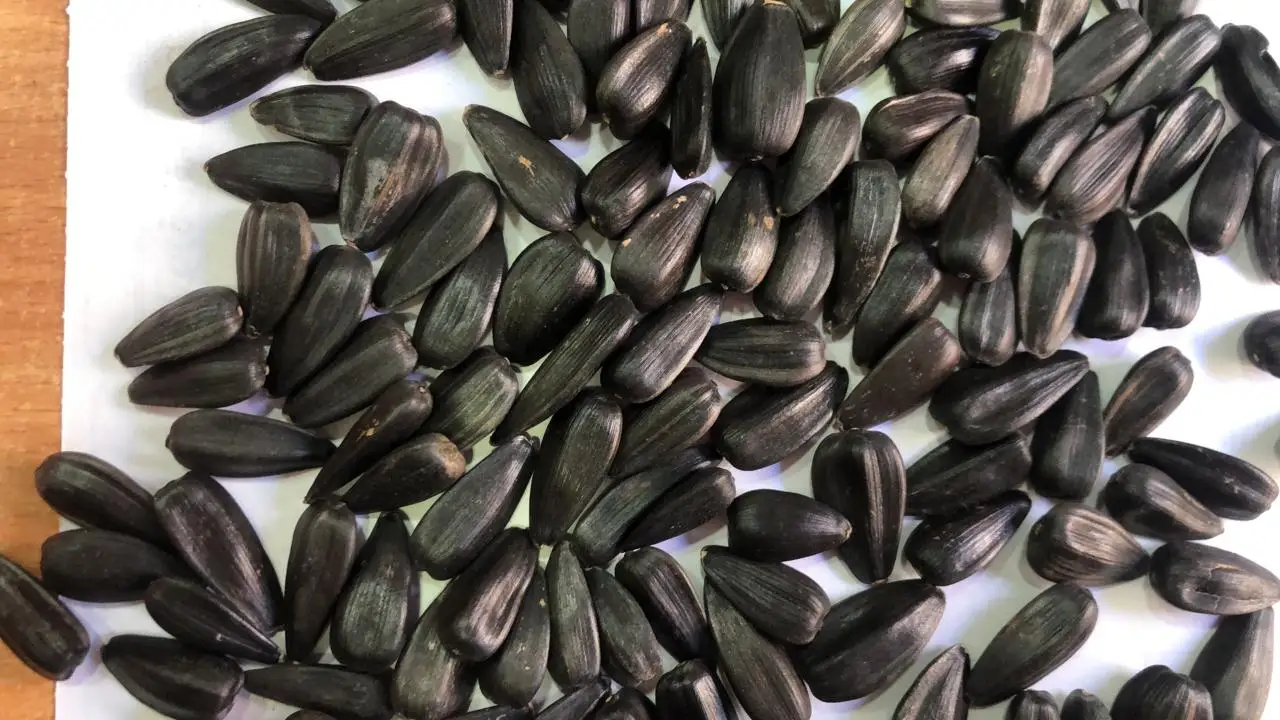 Black Sunflower Seeds  Hot Selling Black Sunflower Seeds Nuts Naturaw Raw Packaging Food New Crop Bulgarian Origin