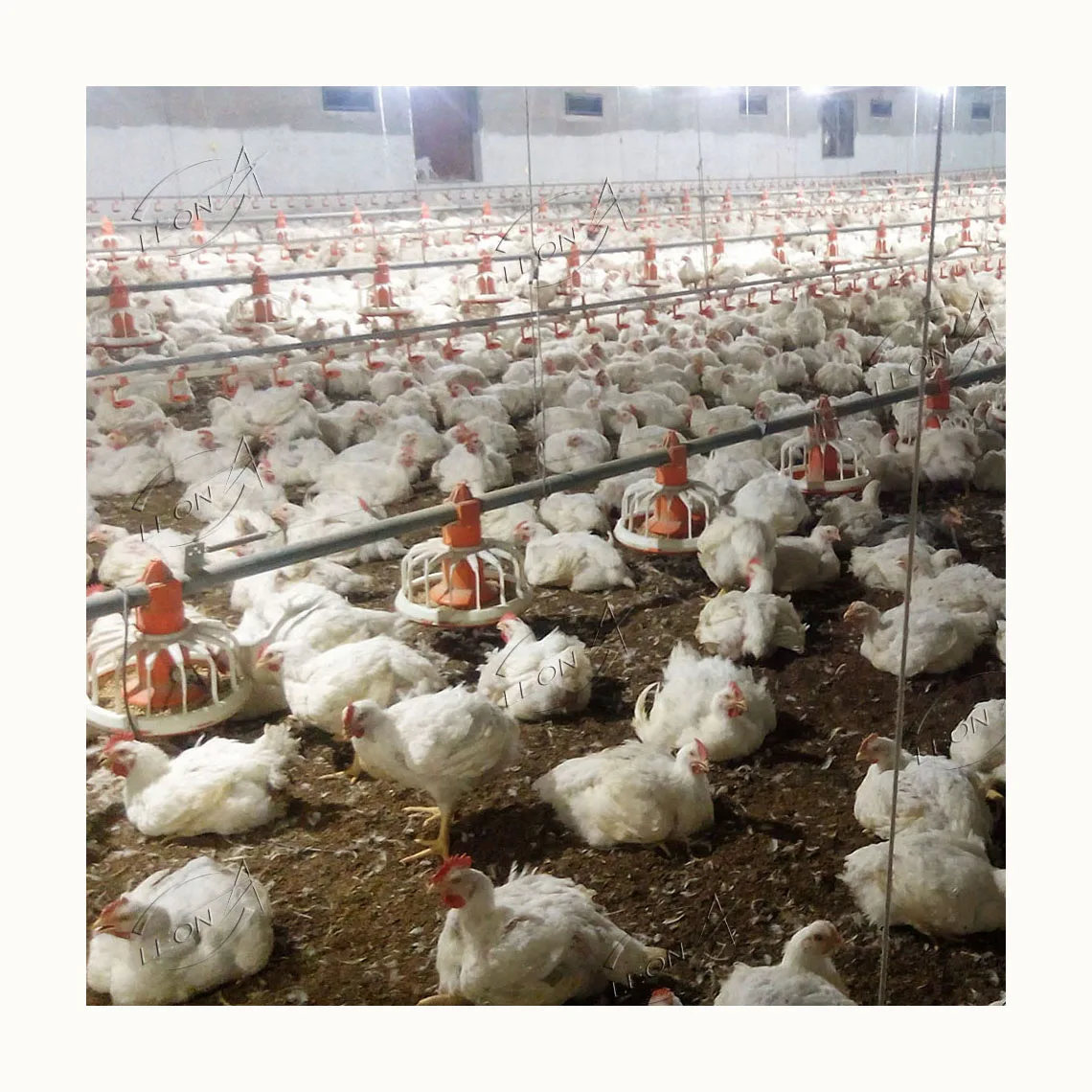 Modern Steel Broiler Chicken Poultry Farm Automatic Breeding Line Exhaust Fan Feeding Equipment Design Plans For House Shed