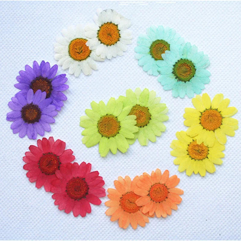 12-color real sun flower relief small dry flower book dry DIY mobile phone shell crystal chrysanthemum decoration home