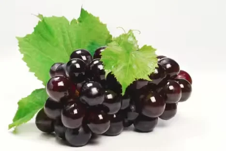 Competitive Price Natural Black Currant Extract Black Currant Powder
