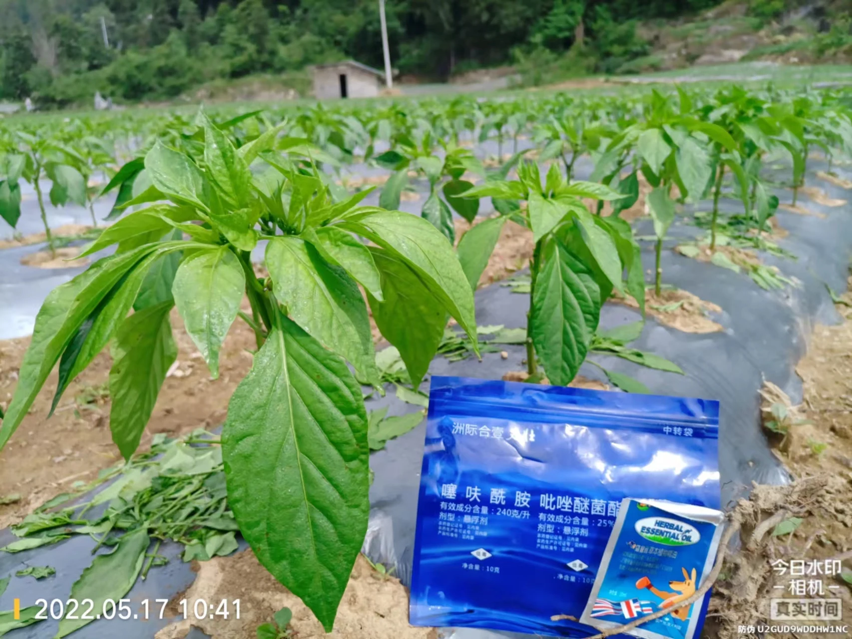 Maize corn wheat rice potato bean pea foliar spray calcuim magnesium Biostimulant liquid fertilizer for increasing yield