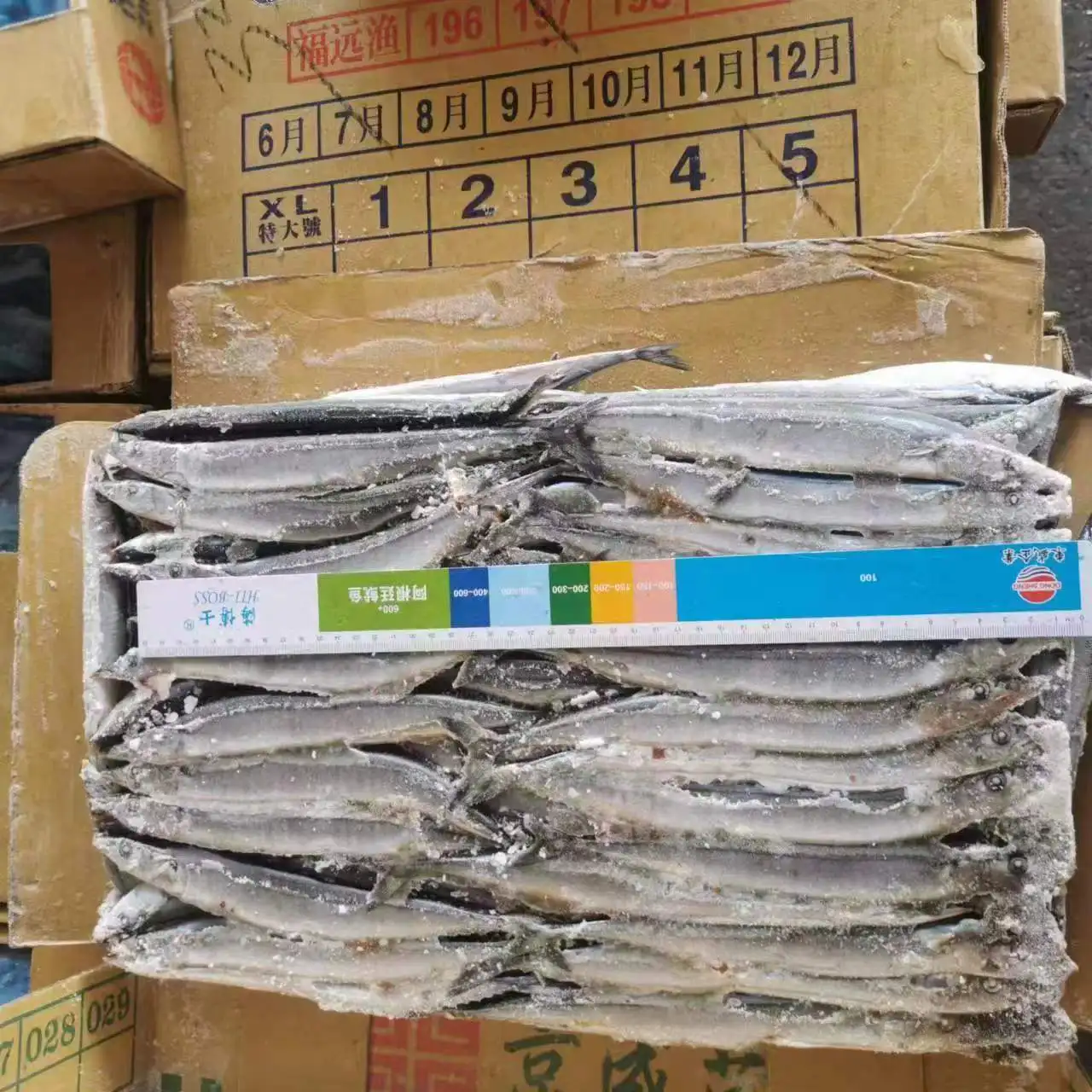 Good quality Frozen Pacific Saury Fish various size Cololabis saira