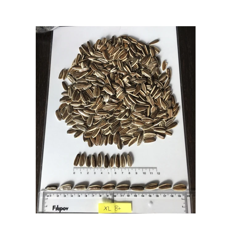JAGUAR XL 8 Striped Sunflower Seed Wholesale Top Quailty Raw Natural Snacks Packaging Food New Crop Bulgarian Origin