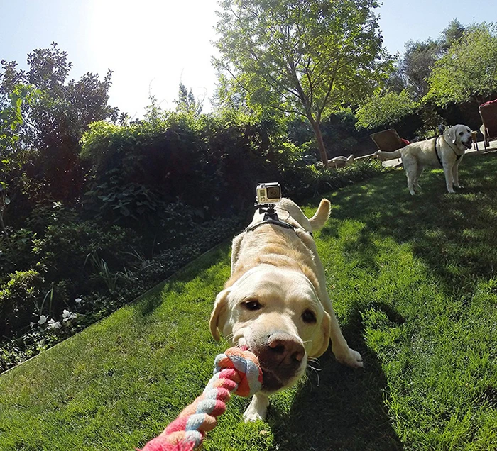 Professional Camera go pro pet dog Chest Strap with dual Mount for GoPro 4/3+/3/2/1