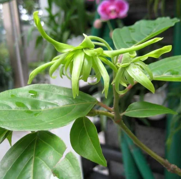 Intense hydration Private Label  Oils Certified Organic Lemon Sweet Orange Ylang  Oils for Sleep and Anxiety