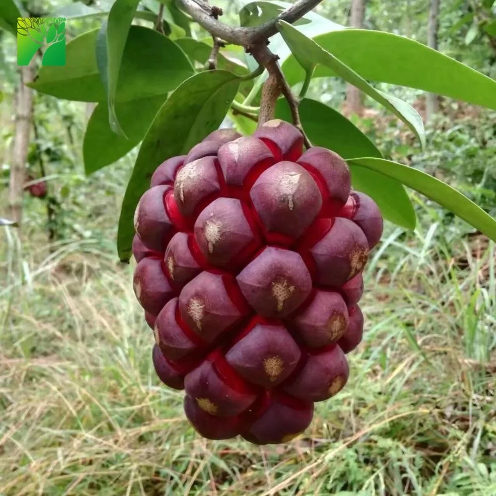 Cheap wholesale fruit plant seedling Kadsura coccinea