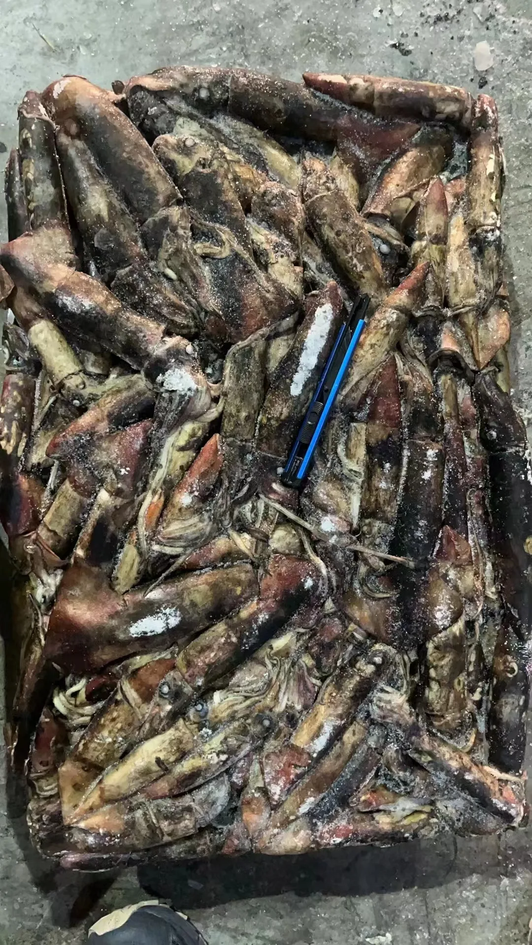 Wholesale Dried Rod Yo-zuri Yamashita Calamari Kalamar Fish Frozen Fishing Lures Bait Black Squid