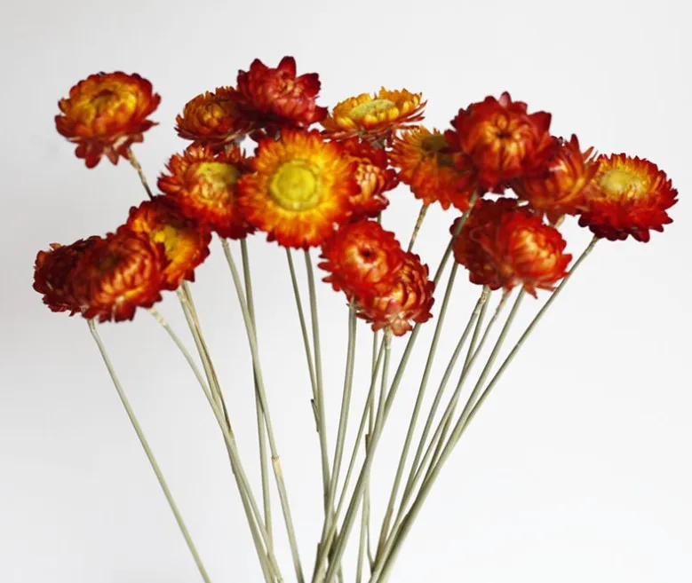 Wheat Straw Chrysanthemum Small Daisy Natural Dry Flower Colorful Chrysanthemum Wheat Ear Stem Yunnan Dry Flower Wholesale