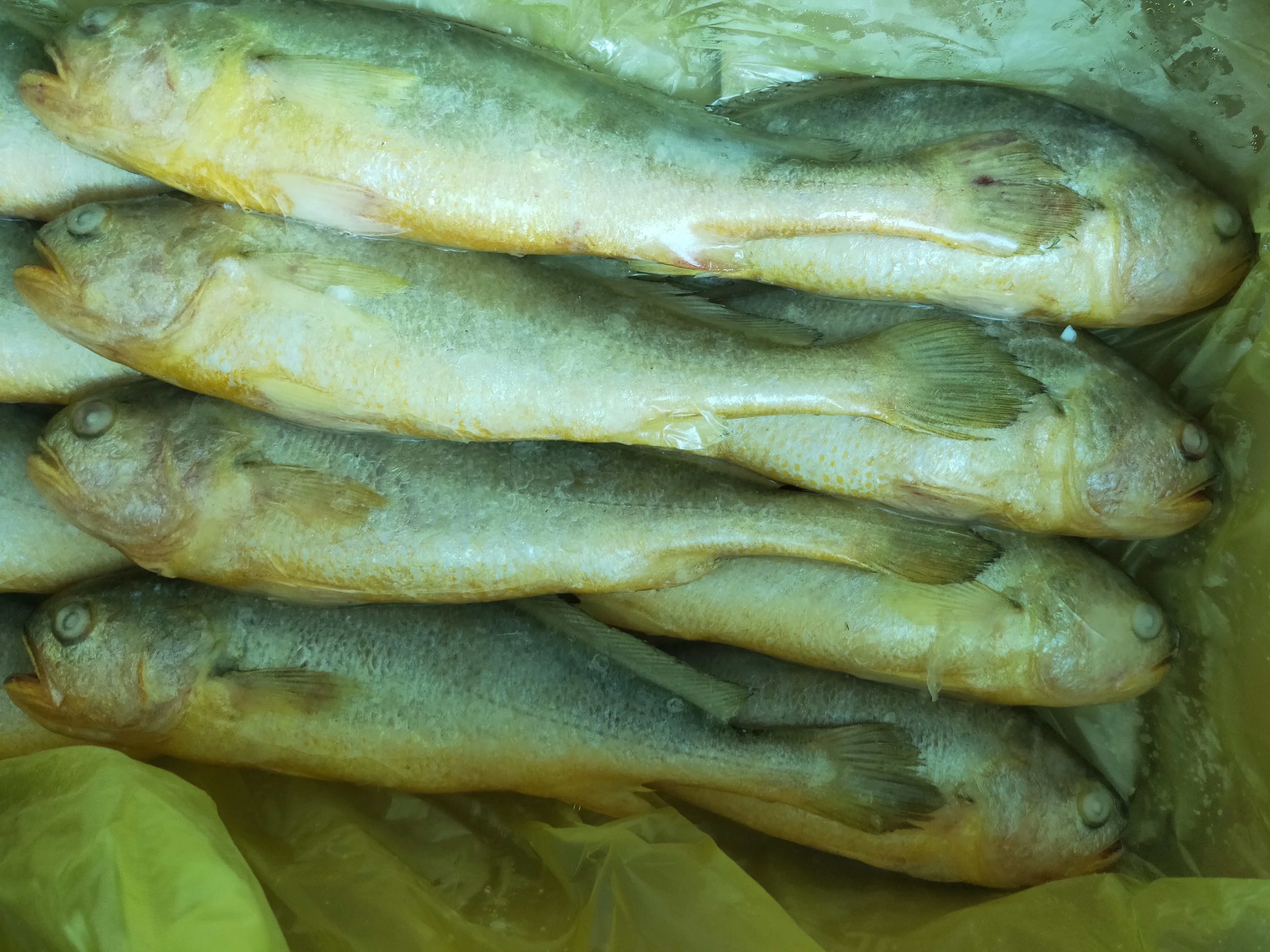  Качественный выбор морепродуктов в Китае самая низкая цена на свежий замороженный желтый