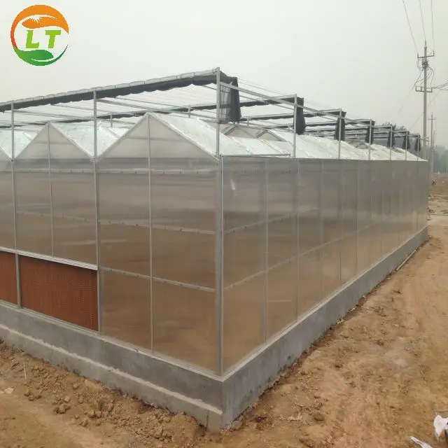 European quality economical polycarbonate greenhouse with panels for