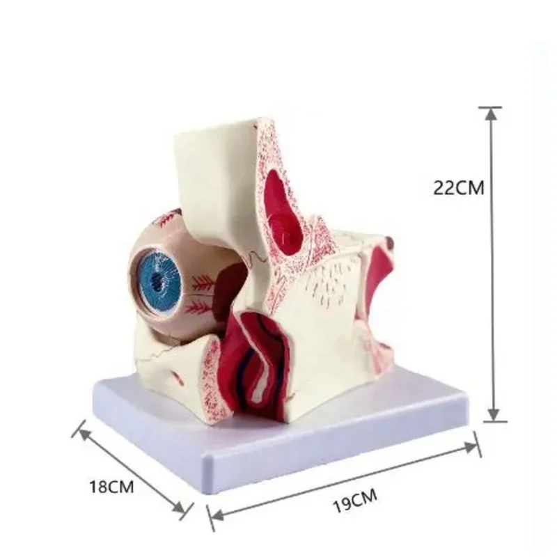 High Quality Biology 6 Times Human Eye Model Giant Anatomy For Science Teaching Medical