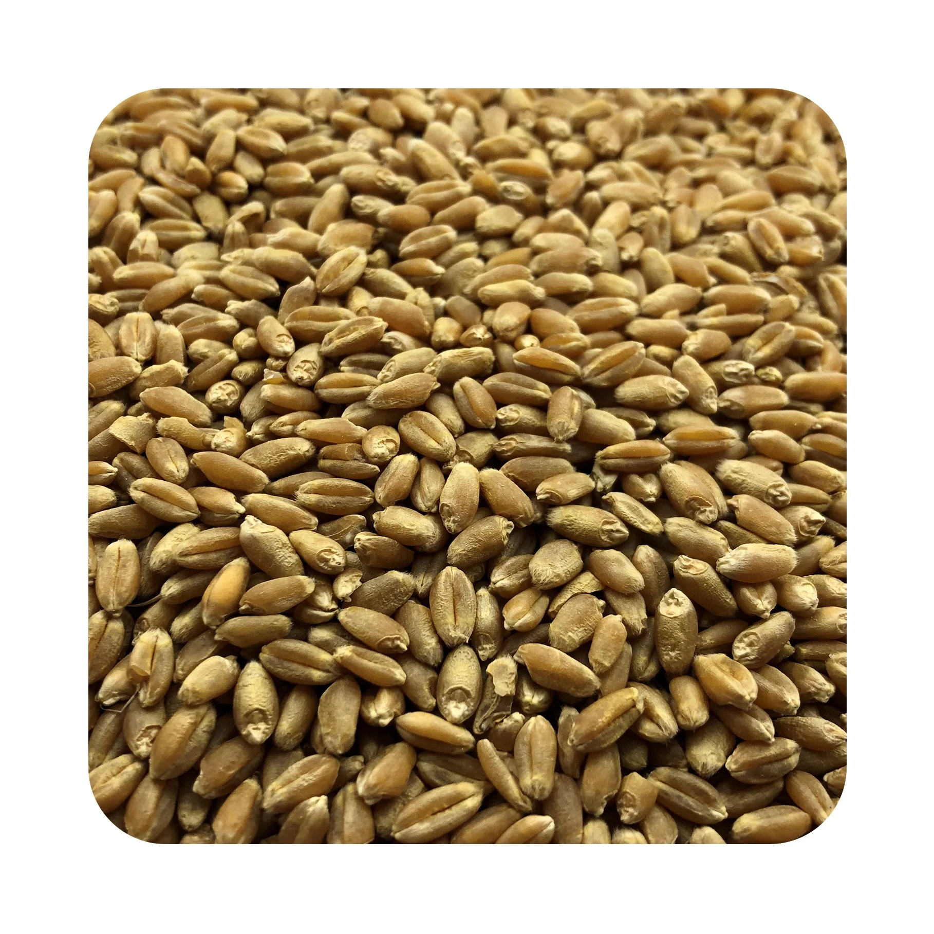 
Great quality wheat custom package design available, product of Russia 