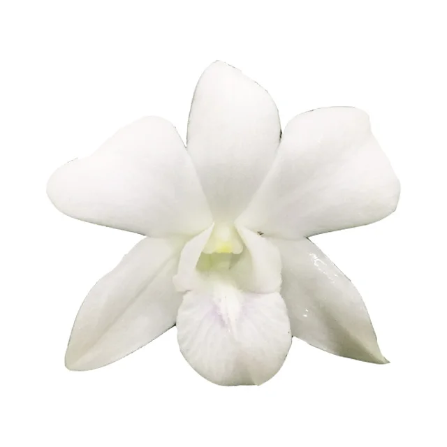 
Оптовая продажа свежих больших белых тайских цветов орхидеи дендробиума, Премиум качество по лучшей цене, попробуйте нас! 