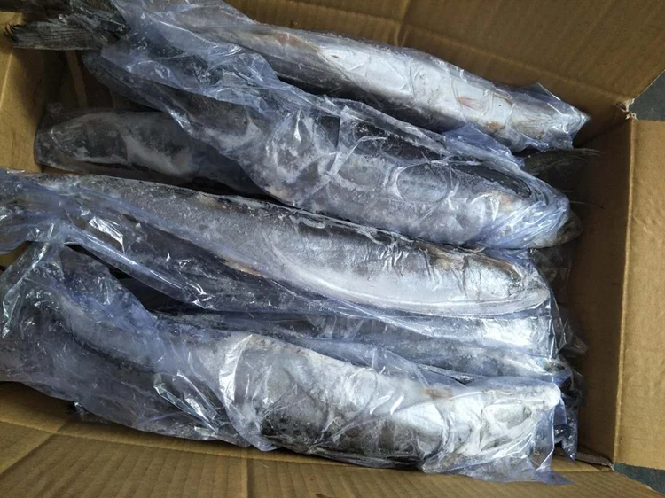 Attractive Price New Type Wholesale Seafood Spanish Mackerel Chilled Fresh Food Frozen Fish