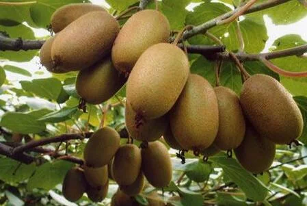 Natural Beverage Dried Organic Freeze Concentrate Kiwi Fruit Powder