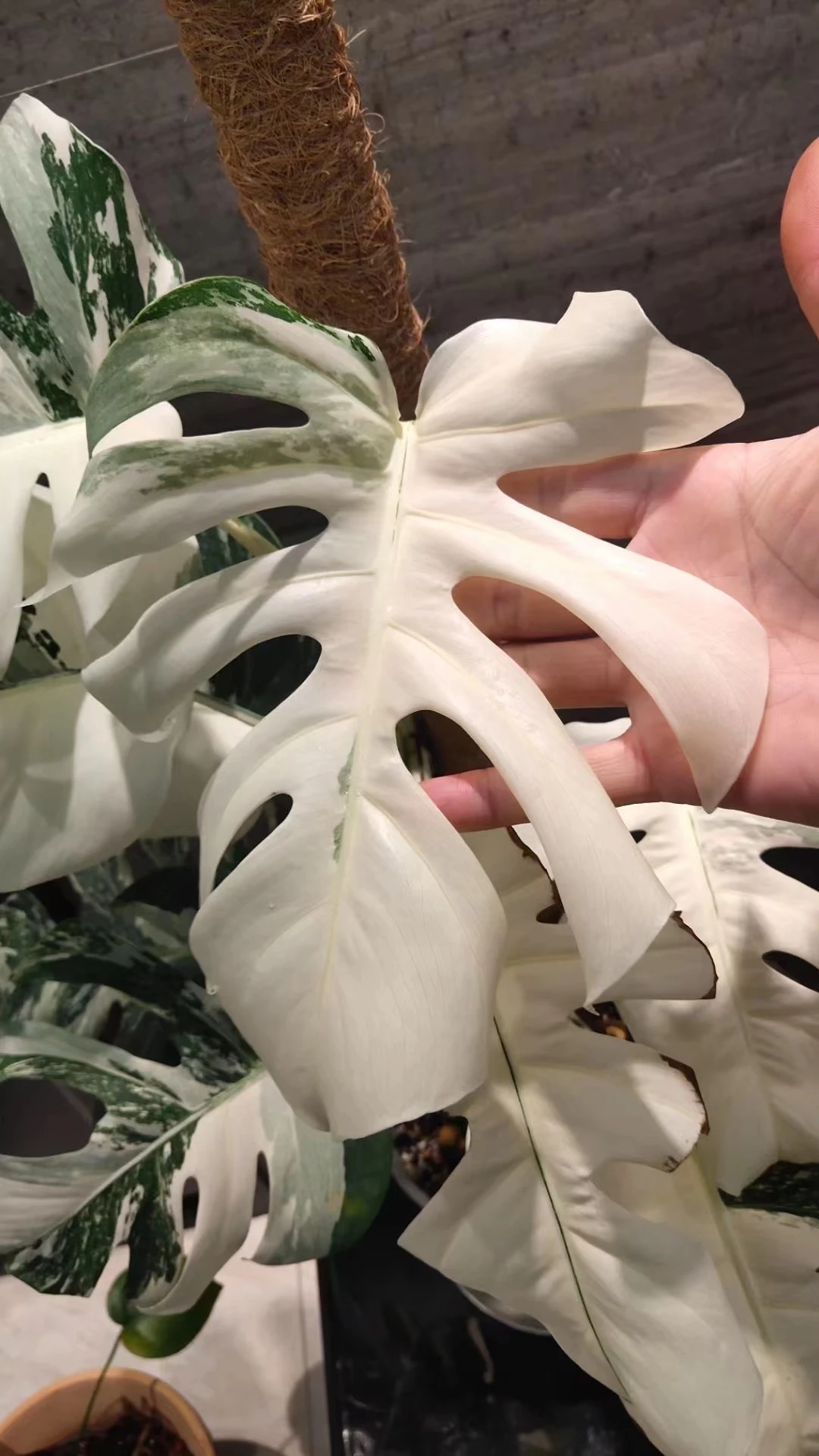  Оптовая продажа Monstera deliciosa либо