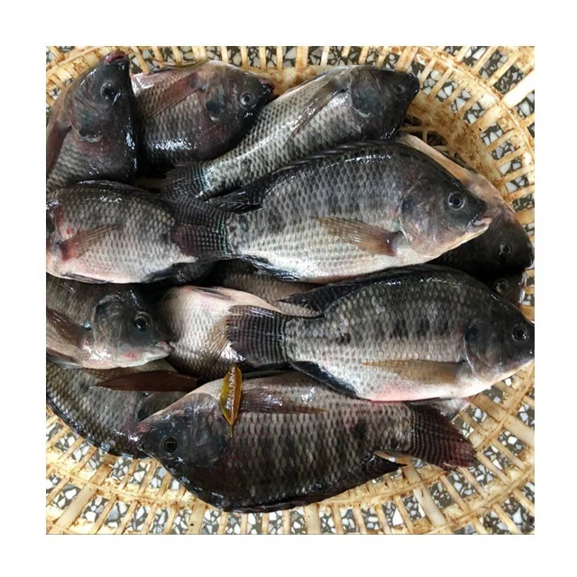 Frozen Whole Black Tilapia Fish Farming