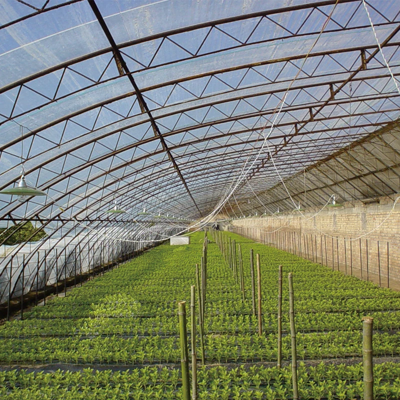 Factory Price Rectangle Plastic Nutrition Seeding Tissue Culture Tray