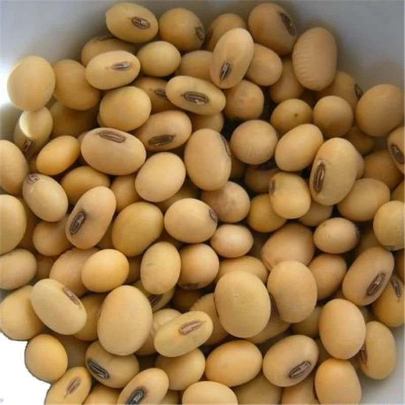 
yellow soybean/soya bean 