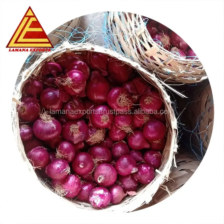 
KP Rose Onion New Crop for Malaysia Singapore Vietnam 25mm Fresh Non-peeled Common Round Liliaceous Vegetables 