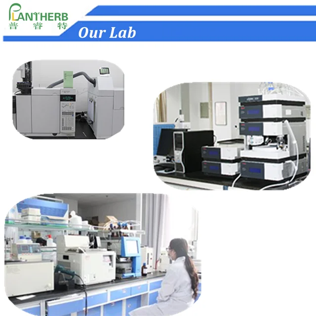 High Quality 1% Cistanche Tubulosa Extract 16% Acteoside CAS 61276-17-3