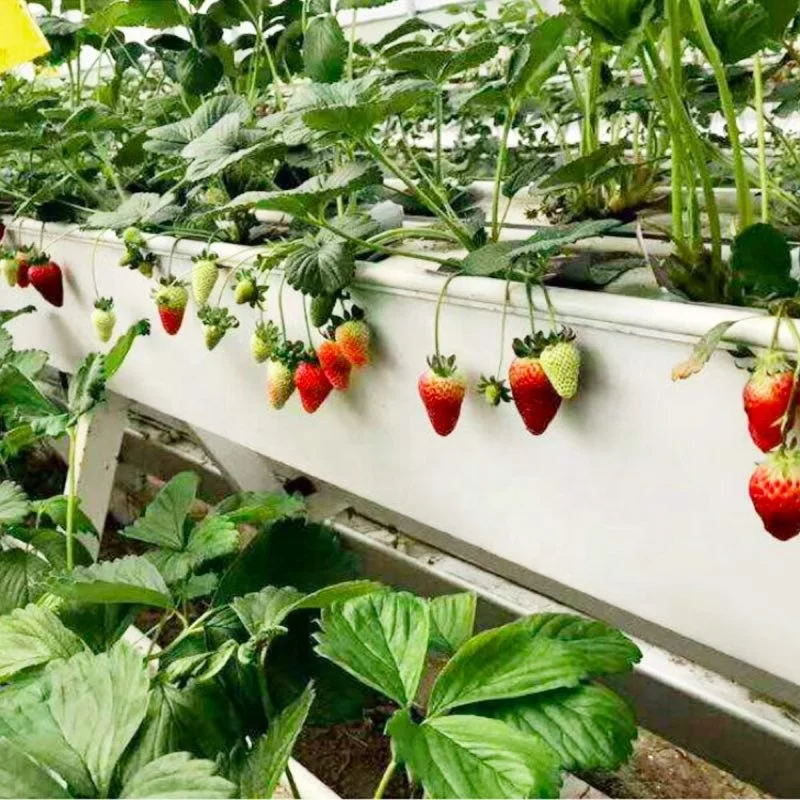 Multi-span Glass Greenhouse Nft vertical Hydroponics for Strawberry Planting