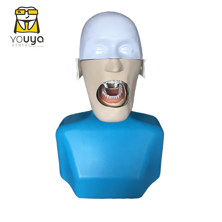 Simulation Tooth Brushing Extraction Human 3 Dimensional Diseased Model