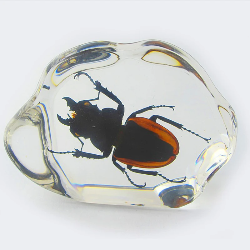 Biology Anatomy Education Used Insect Specimen Resin Paperweight As Educational Gift