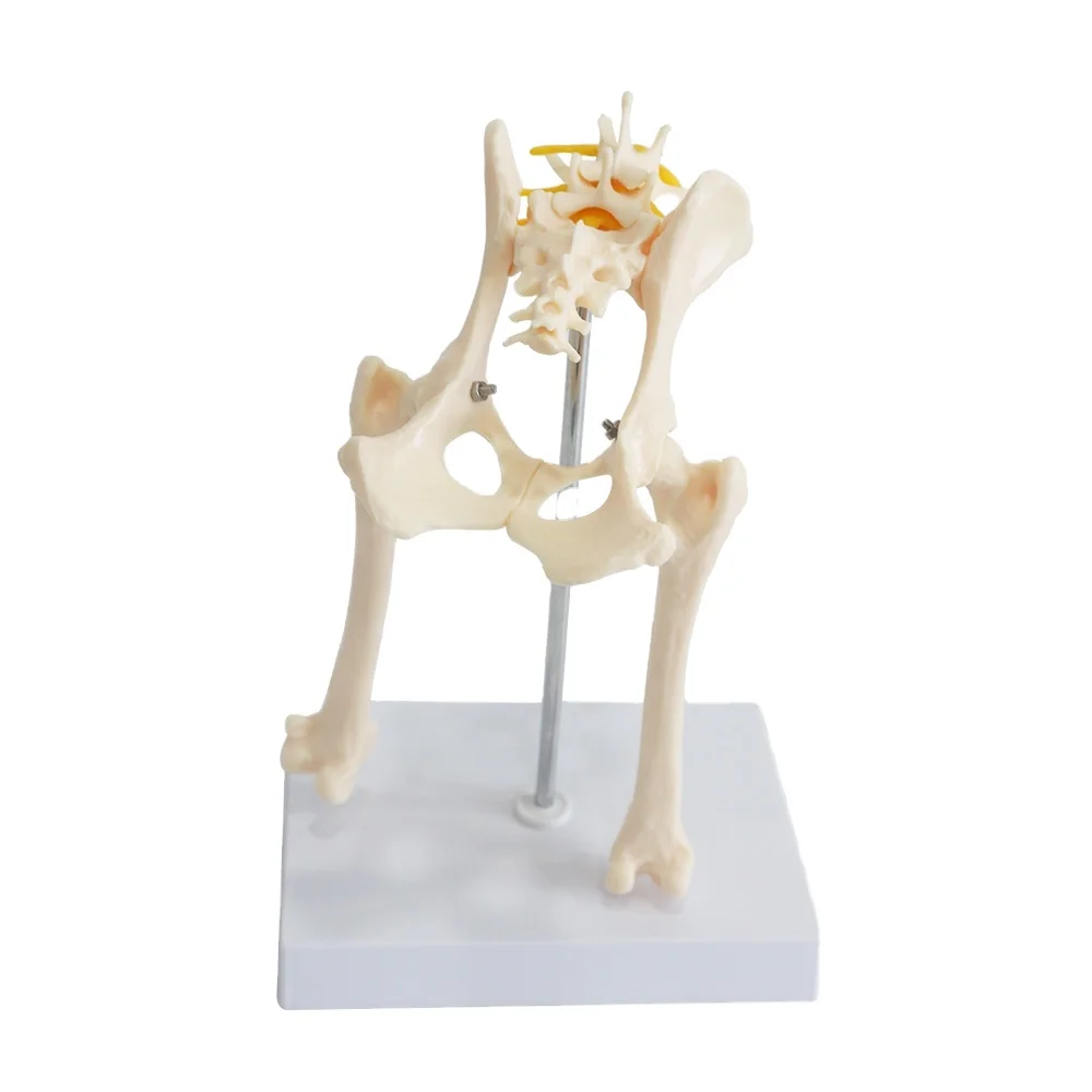 Ветеринарная собака тазобедренного сустава анатомическая модель для обучения животных поясничного