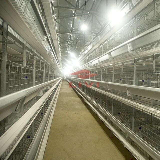 
LIVI layer poultry farm chicken cages automatic for layers chickens 20000 birds 
