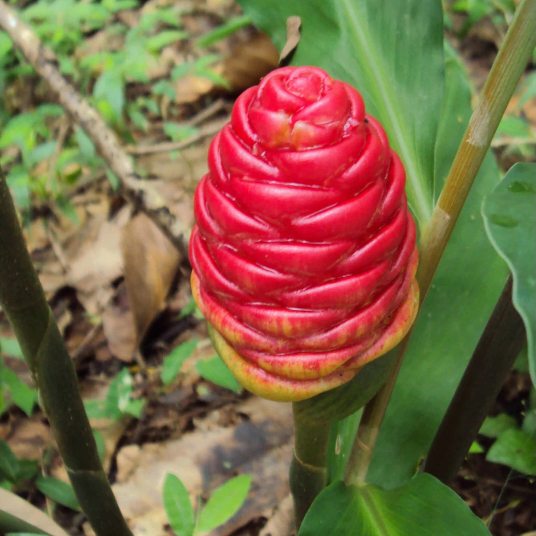 
Zingiber Zerumbet Essential Oil High Purity Oil Product 100% Natural Extract Ingredient From Vietnam Good For Health 