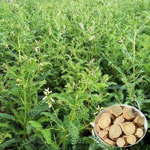 High quality Organic Astragalus Extract 70% Polysaccharides Astragalus Membranaceus Root Extract 5%Astragaloside