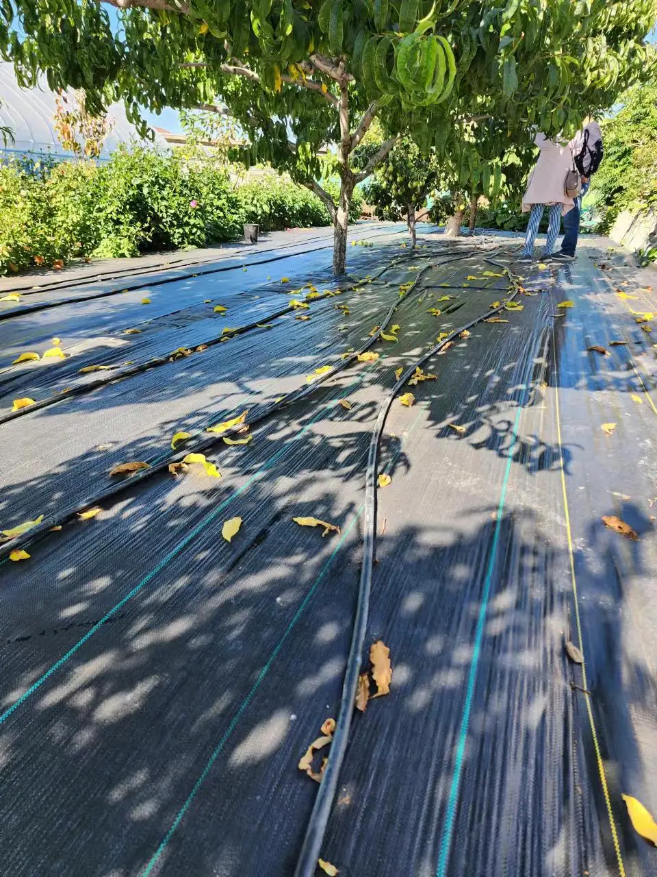 biodegrad waterproof woven fabric garden agricultural plastic ground cover