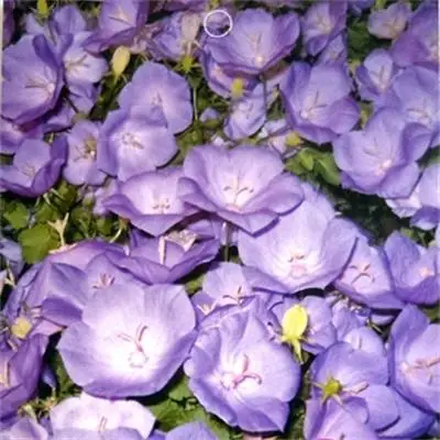 Высококачественные семена для дволетнего культивирования садовых цветов, семена фиолетовых цветов